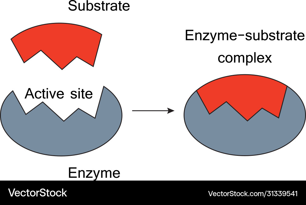Enzyme-Substrate Complex: Lock and Key Model vector image