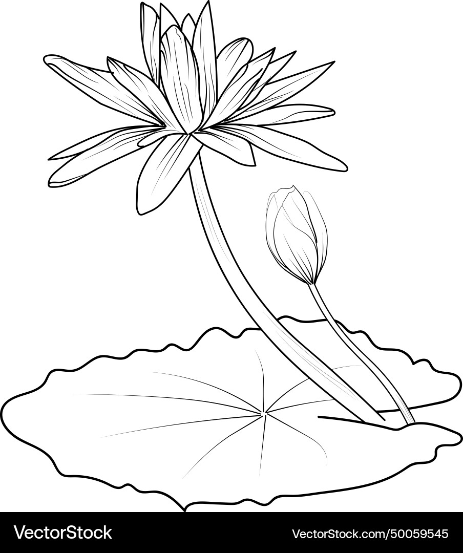 Water lily larkspur july birth flower tattoo Water lily larkspur july birth flower tattoo vector image