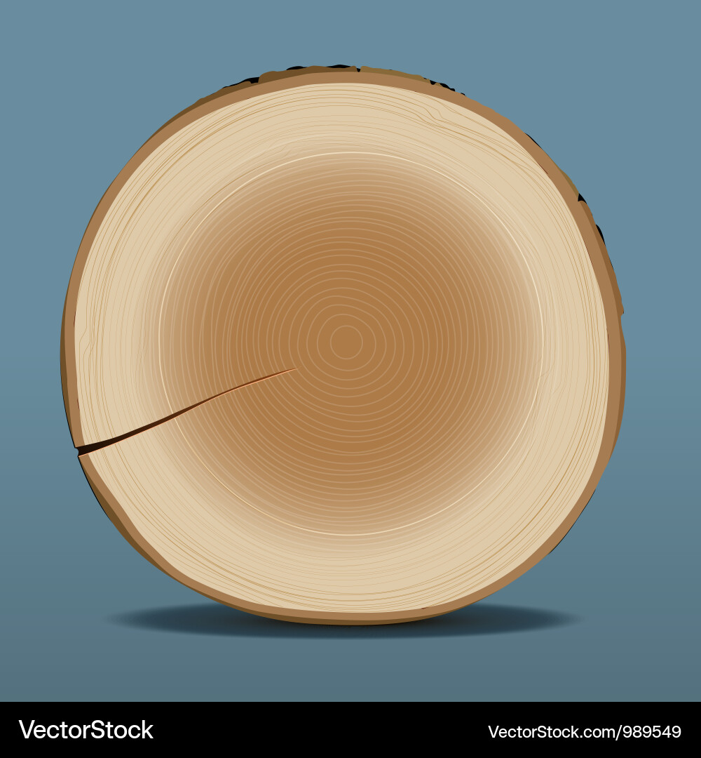Tree Stump Cross Section vector image
