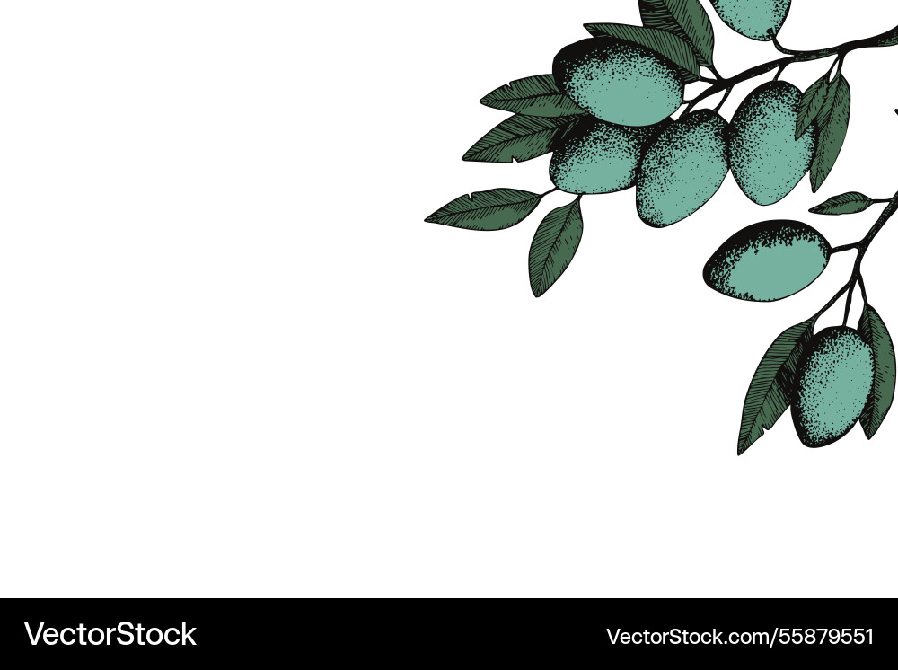 Botanic background with olive branch sketch ink Vector Image