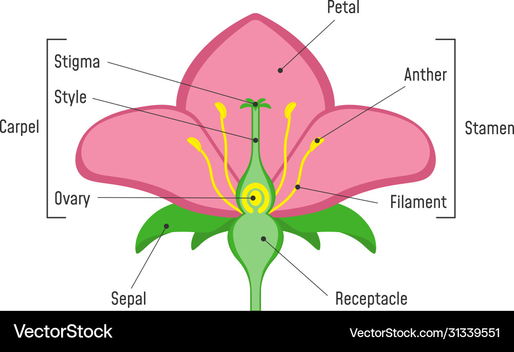 Flower parts diagram plant structure biology Vector Image