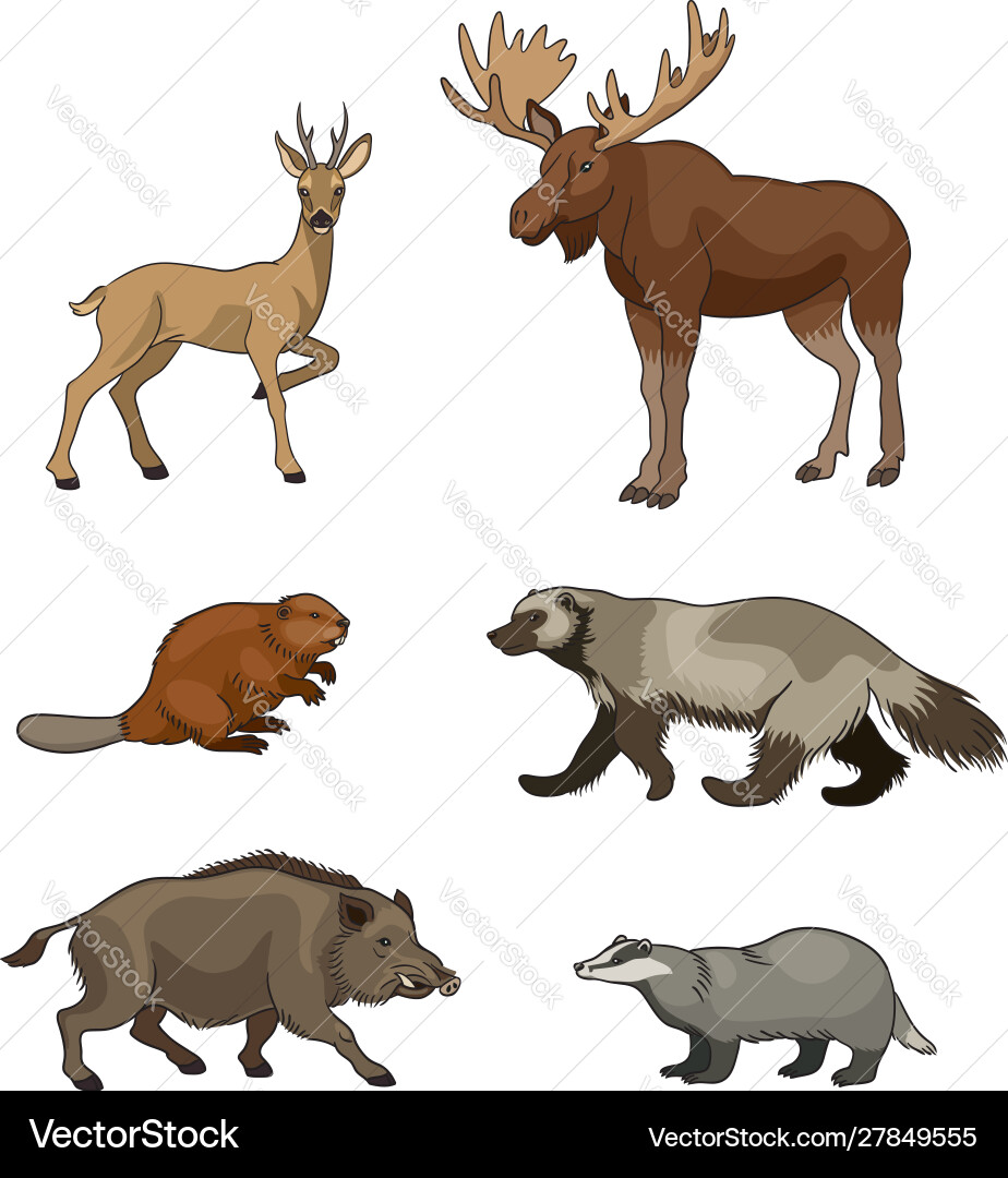 Set forest animals Royalty Free Vector Image - VectorStock