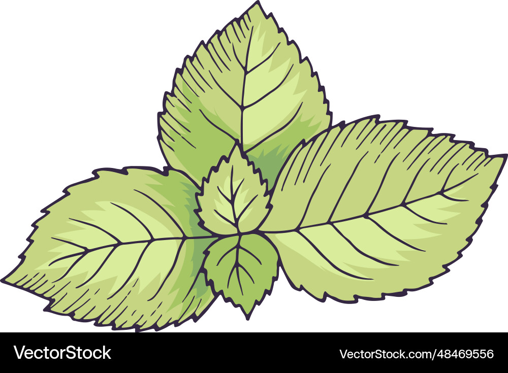 Mint leaves green spearmint drawing natural Mint leaves green spearmint drawing natural vector image