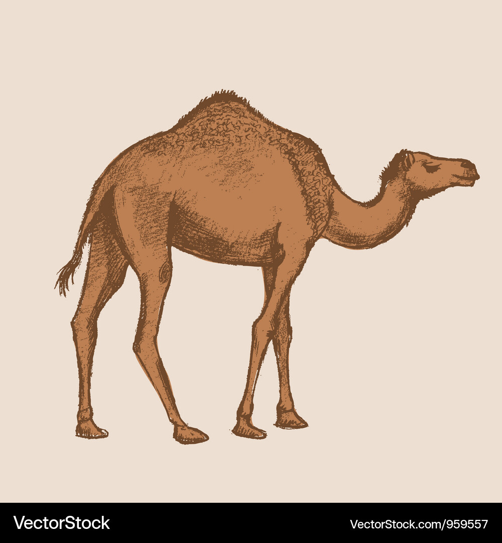 Art camel Vector Image