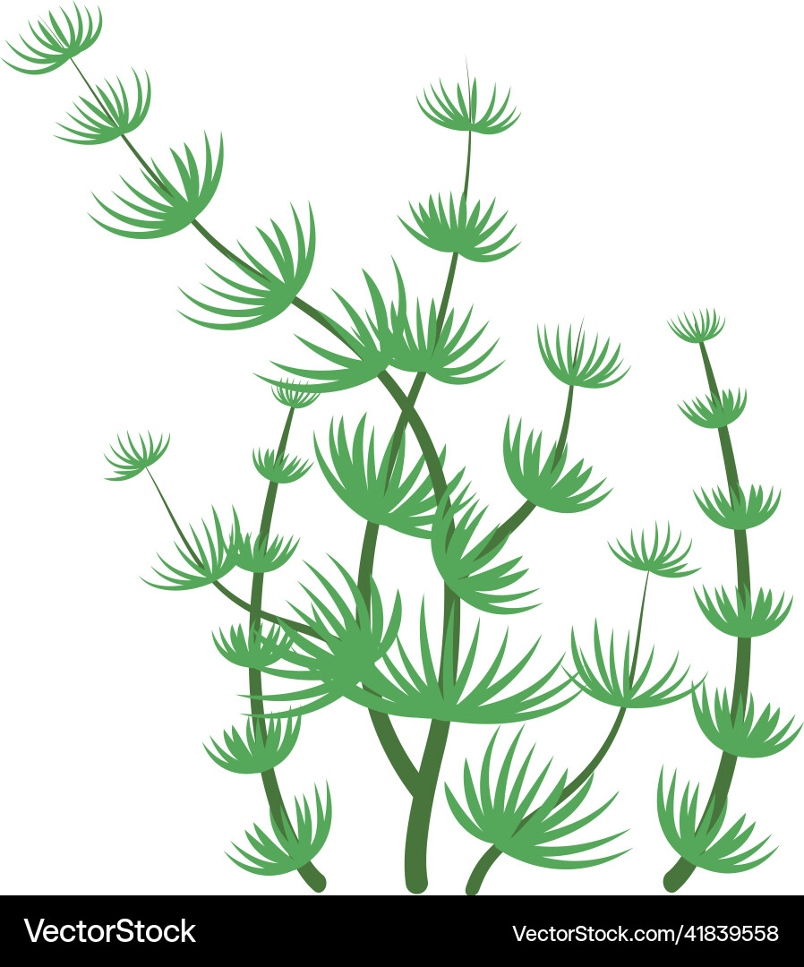 Nitella Meeresalgen aquatische Flora Symbol Nitella Meeresalgen aquatische Flora Symbol vektorbild