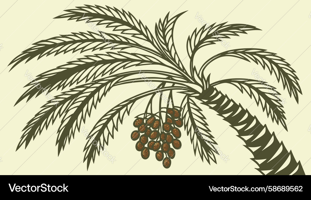 Tropical Palm Tree with Dates Vector Image