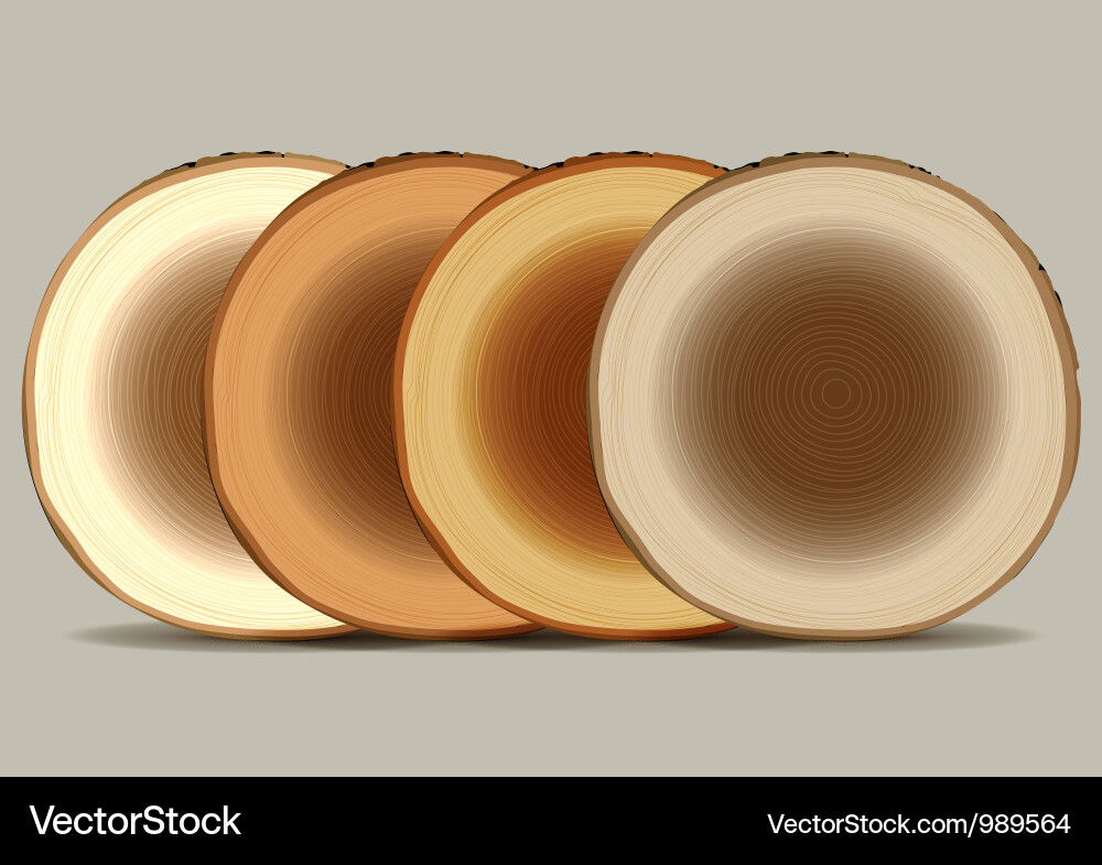 Tree Stump Cross Sections Vector Image