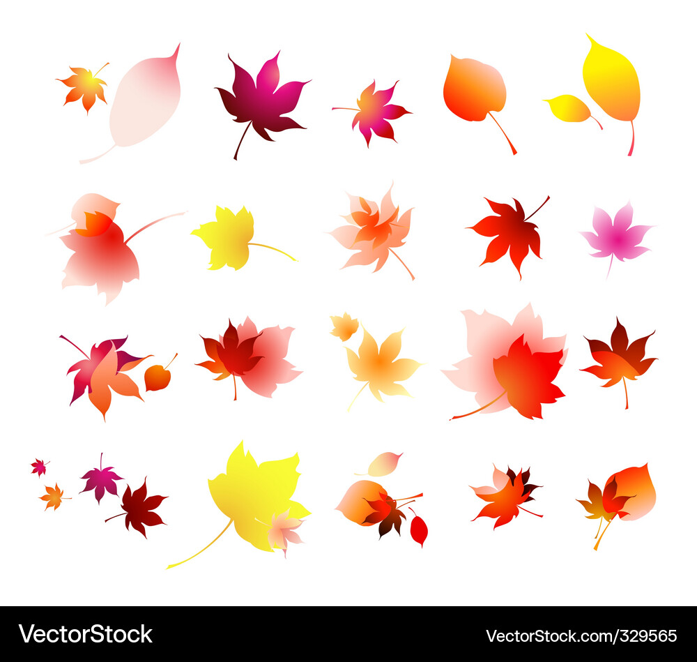 Autumn Leaf Collection Vector Image