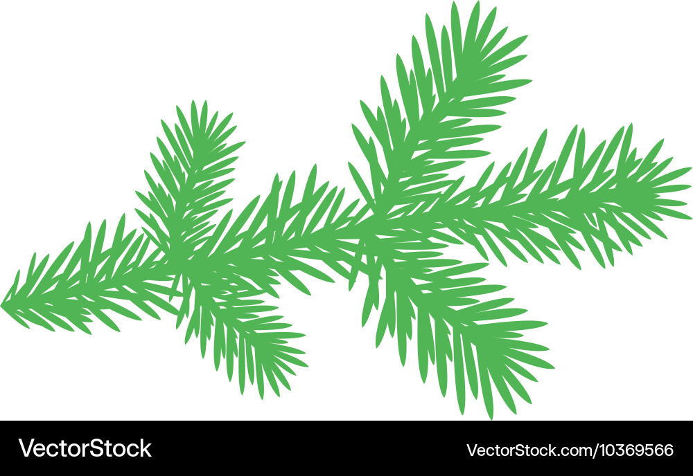Fir tree branch vector image
