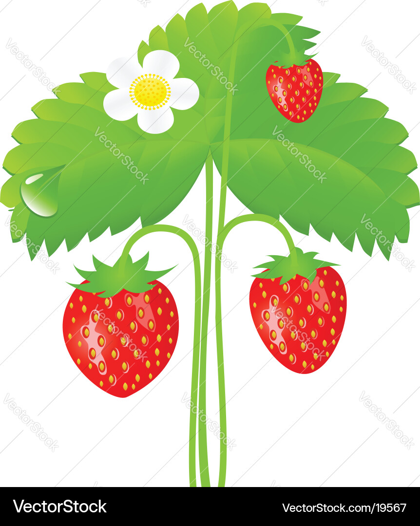 Strawberry Royalty Free Vector Image - VectorStock