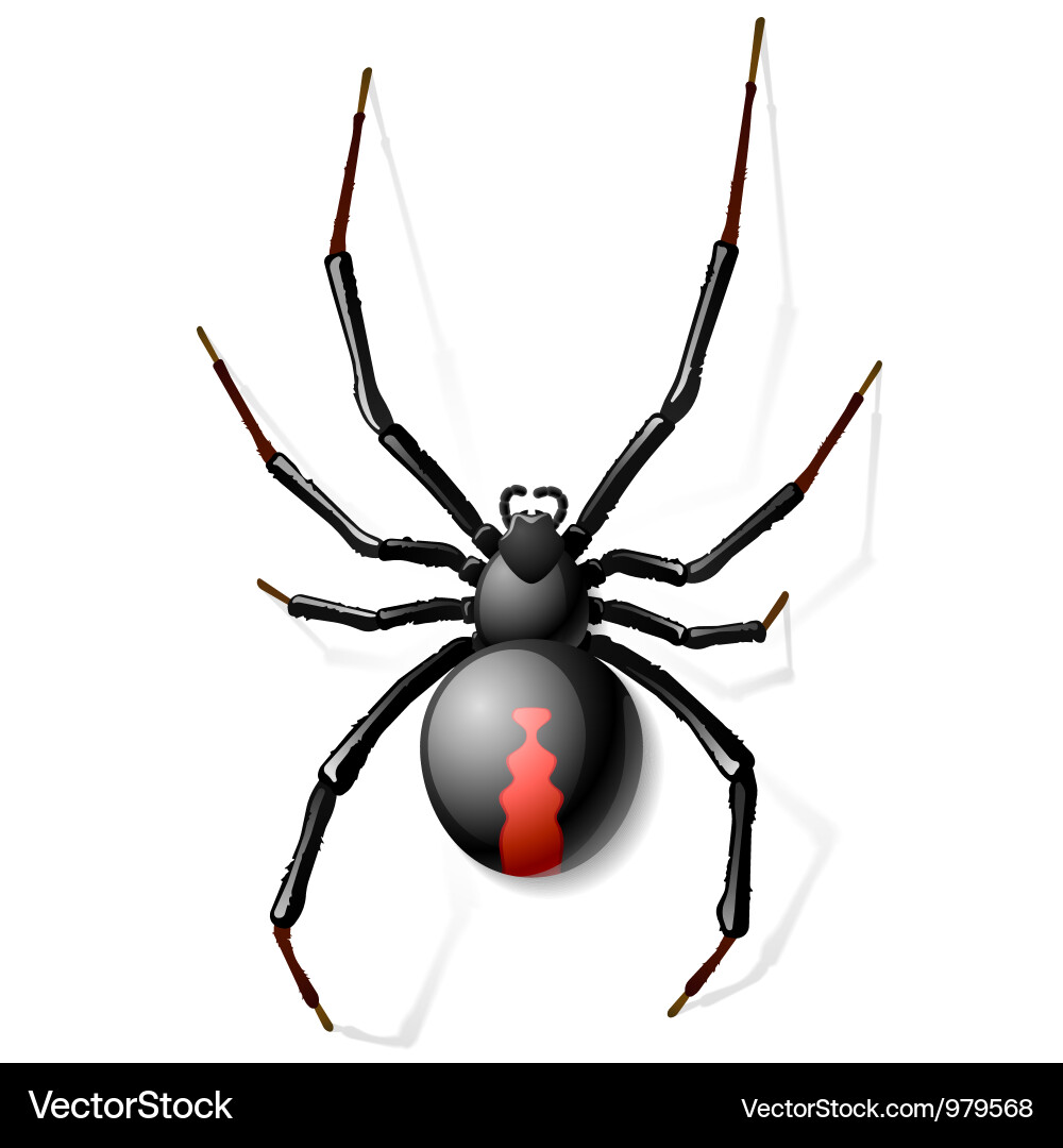 Black Widow Spider Vector Image