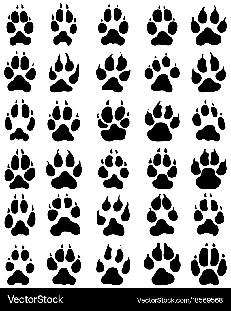 Dog Paw Prints on White vector image