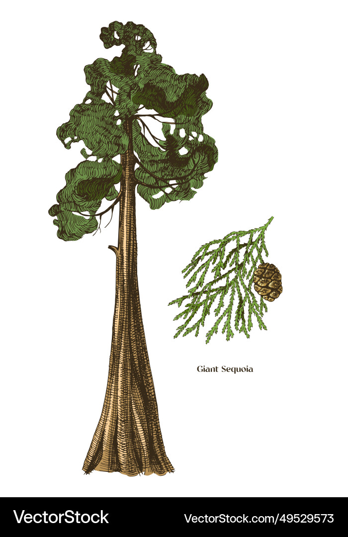 Giant sequoia tree and branch Vector Image