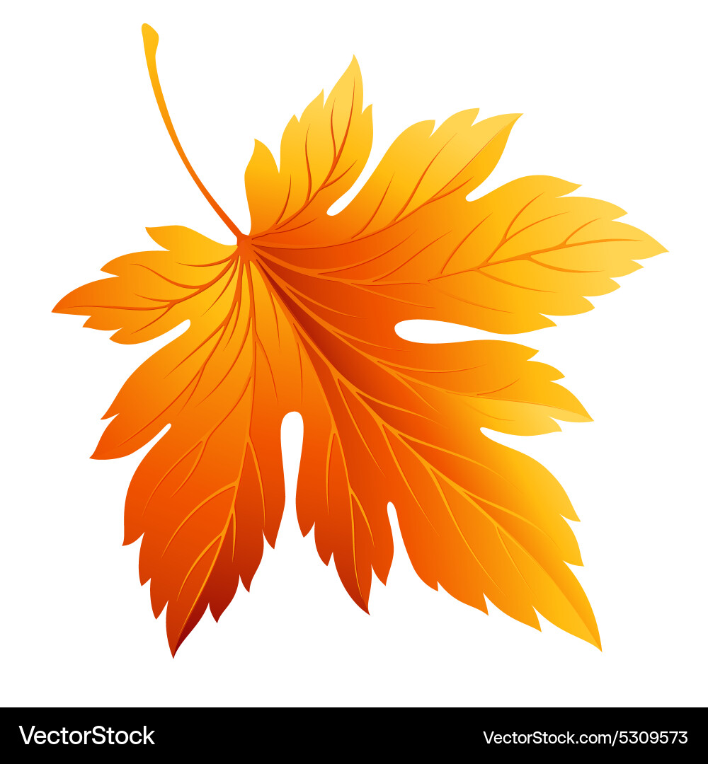 Isolated Maple Leaf - Autumn Colors – Royalty-Free Vector | VectorStock, image size:1000x1080
