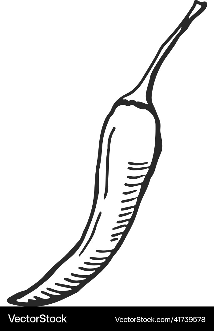 Hot pepper sketch hand drawn chili spice vector image