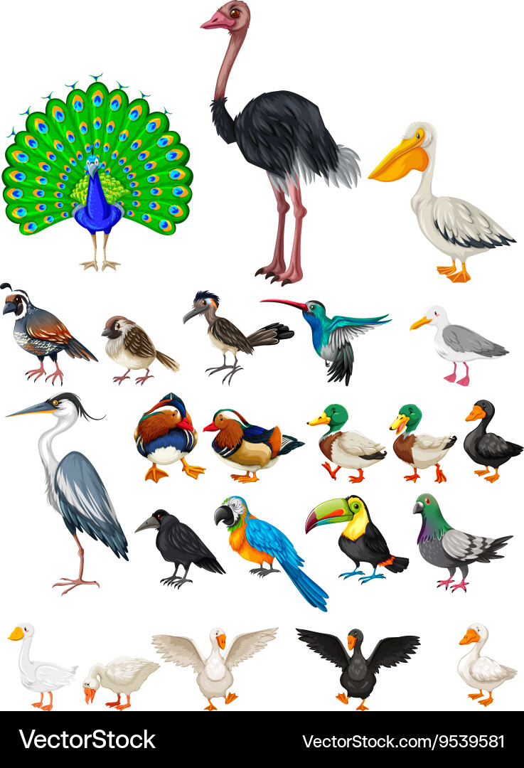 Different kind of wild birds – Royalty-Free Vector | VectorStock, image size:737x1080