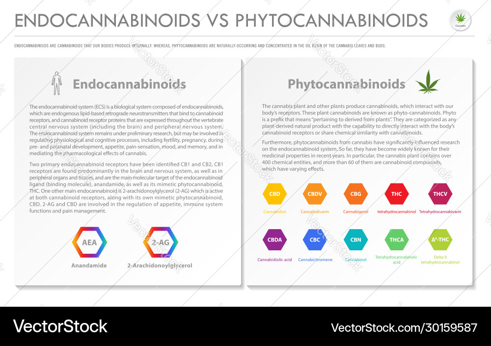 Endocannabinoids vs phytocannabinoids horizontal Endocannabinoids vs phytocannabinoids horizontal Vector Image