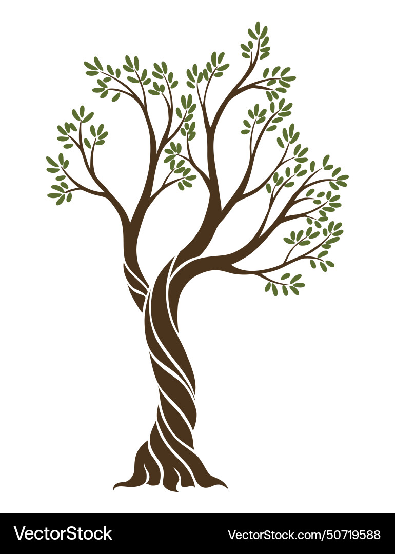Olive trees with branches and leaves for design Vector Image