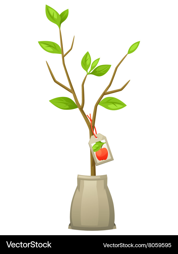Seedling apple tree with tag vector image