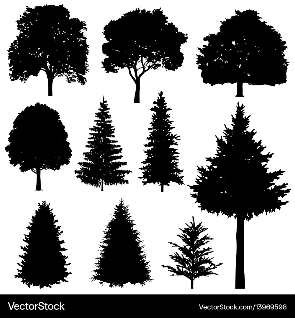 Coniferous & Deciduous Tree Silhouettes vector image