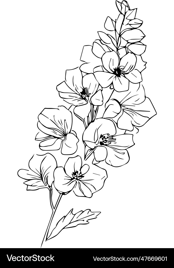 Pencil delphinium drawing outline larkspur flower Pencil delphinium drawing outline larkspur flower vector image