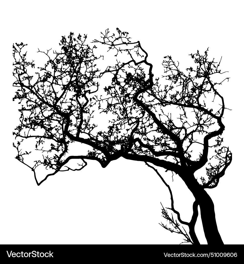 Tree silhouette Royalty Free Vector Image - VectorStock