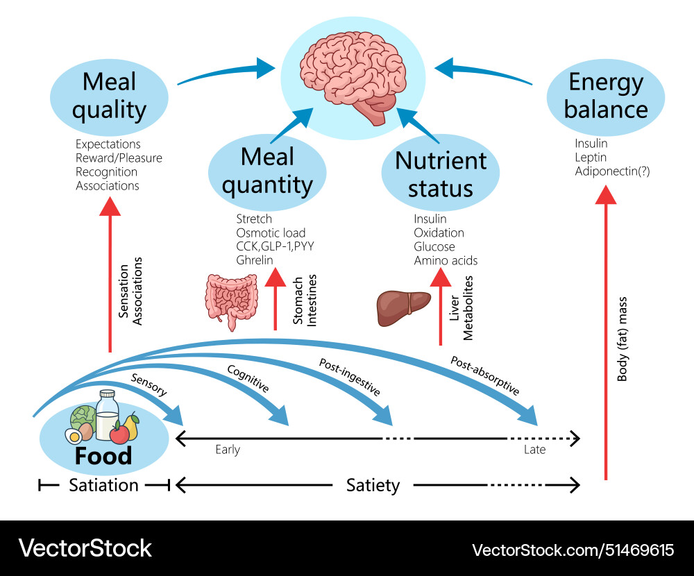 Nutritional intake energy balance diagram medical Vector Image