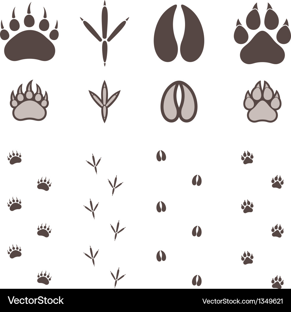 Animal Paw Print vector image