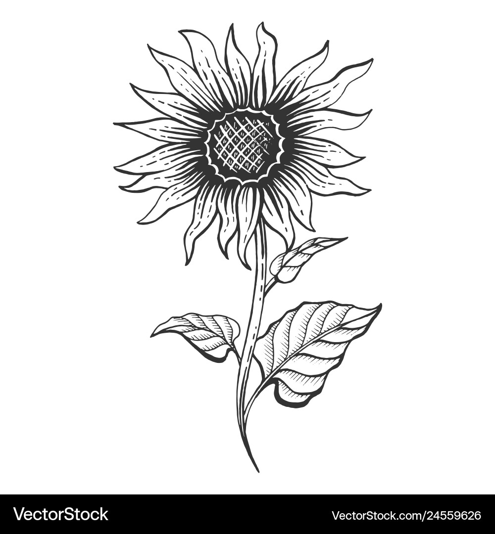 Scratchboard Sunflower Sketch Vector Image
