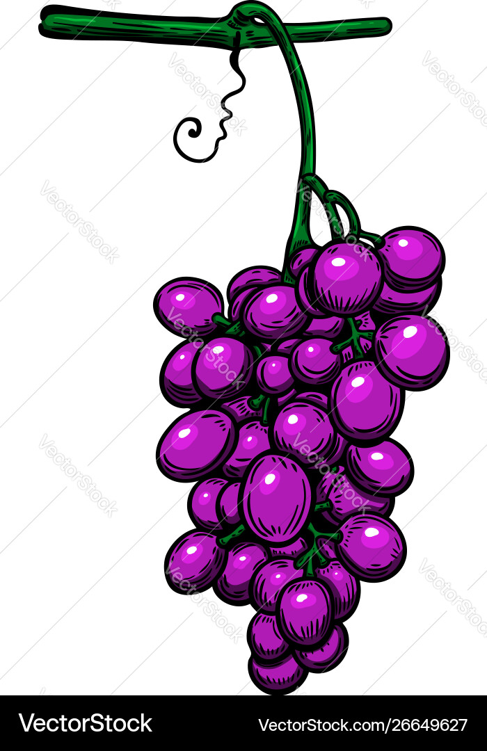 Grape branch on white background design element Grape branch on white background design element vector image