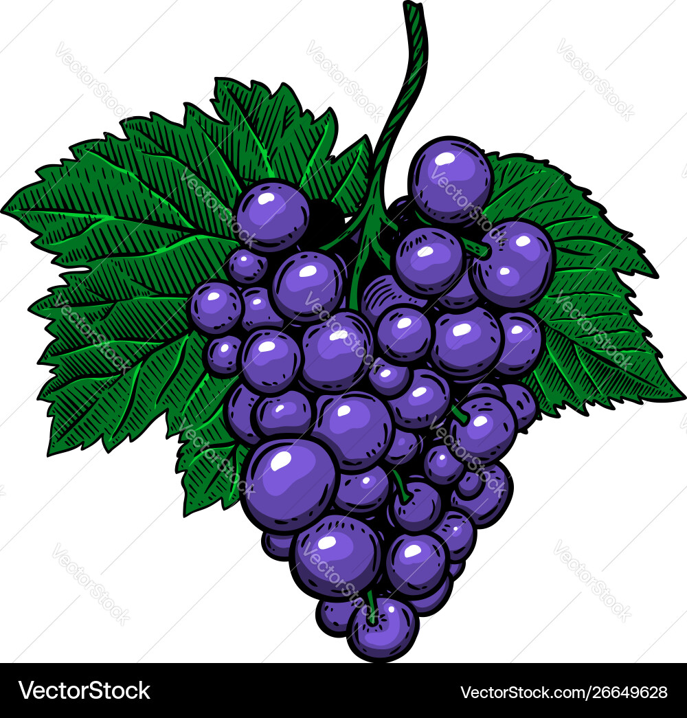 Grape branch on white background design element Grape branch on white background design element vector image