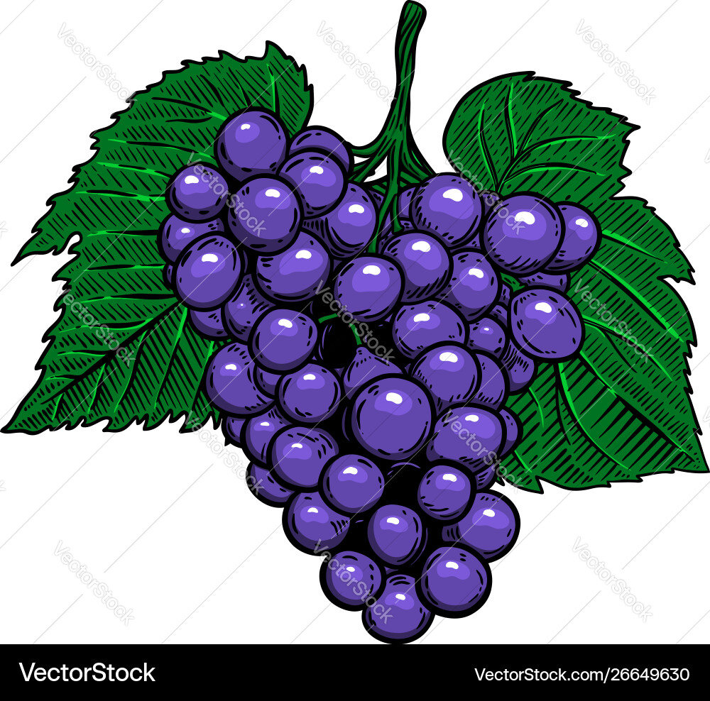 Grape branch on white background design element Grape branch on white background design element vector image