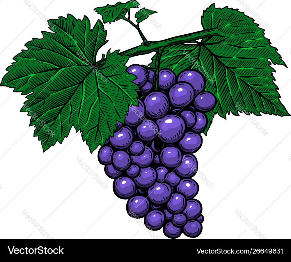 Grape branch on white background design element Grape branch on white background design element Vector Image
