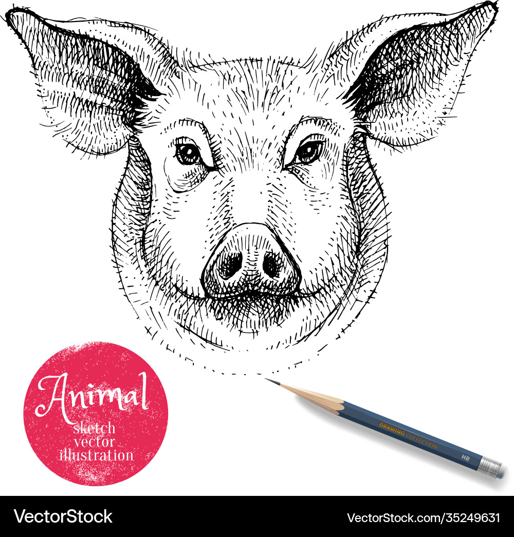 Hand drawn sketch pig head isolated portrait Hand drawn sketch pig head isolated portrait vector image