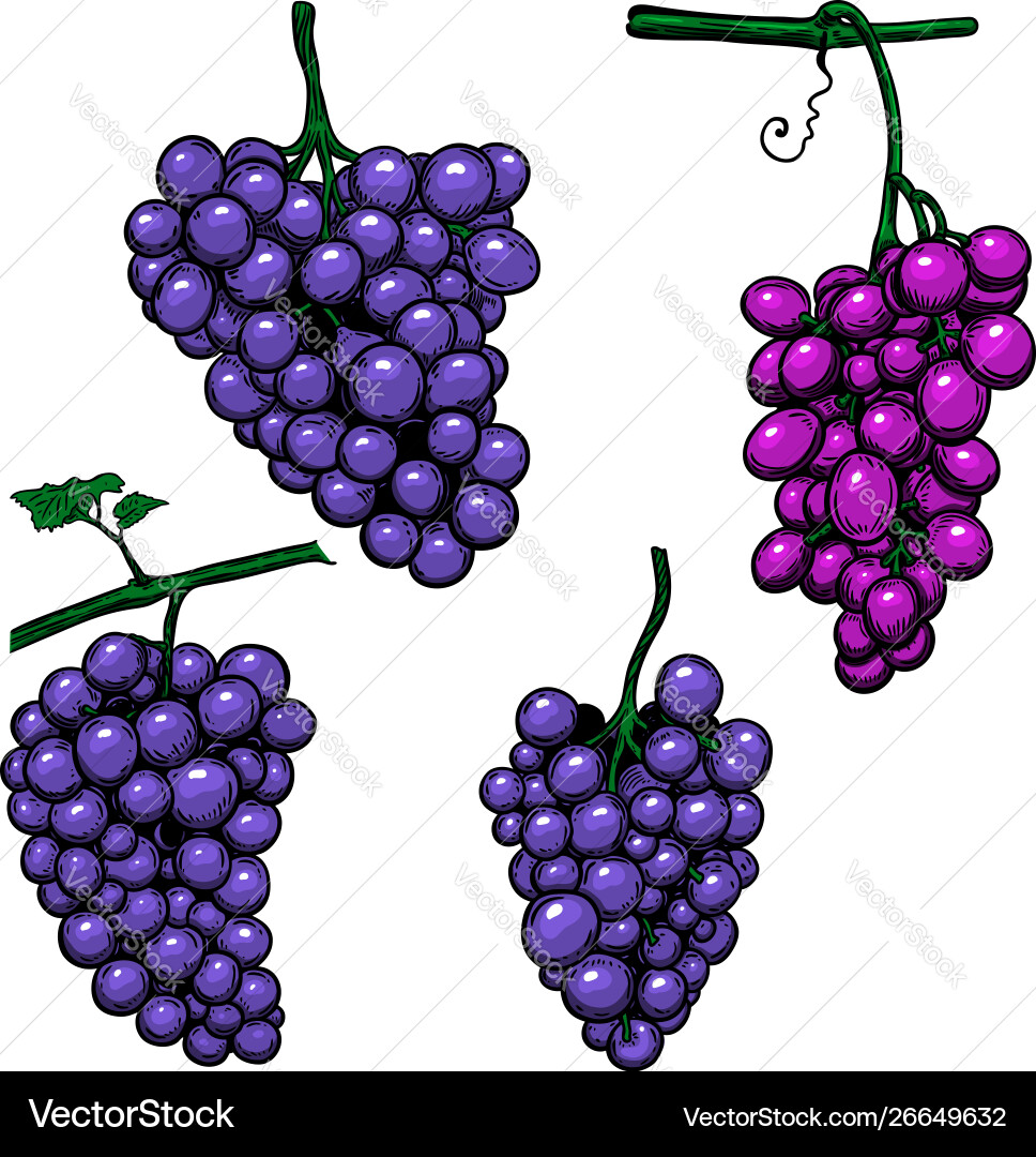 Grape Branch on White Background vector image