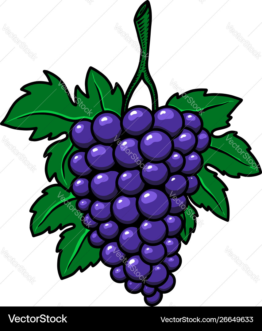 Grape branch on white background design element Grape branch on white background design element vector image