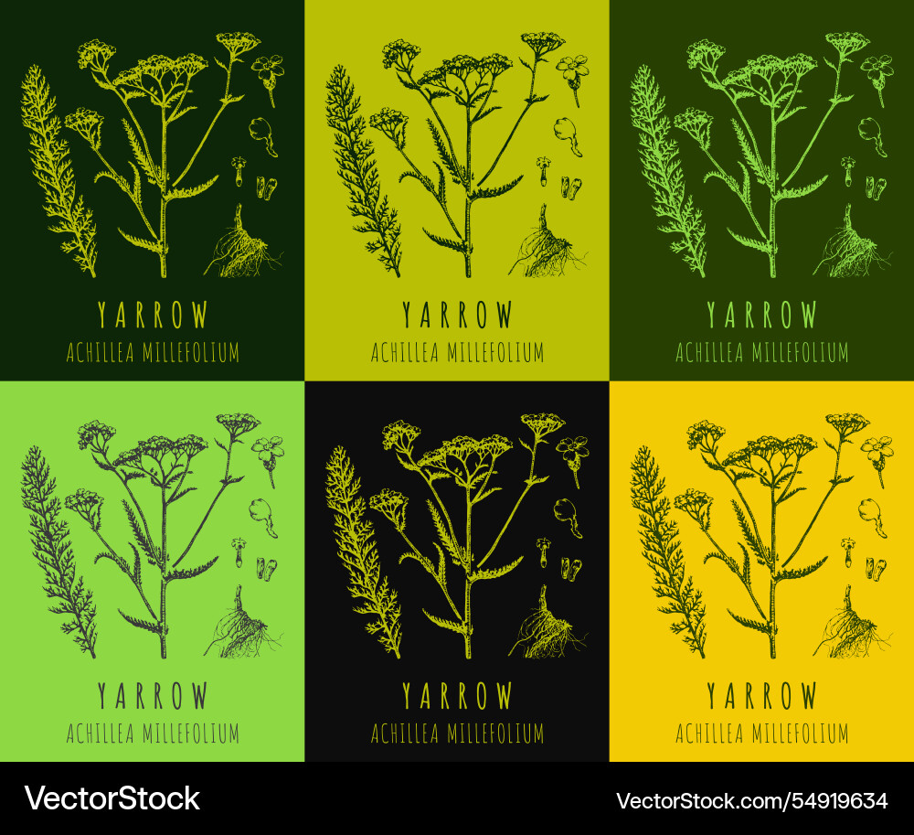 A collection of yarrow in various color Vector Image