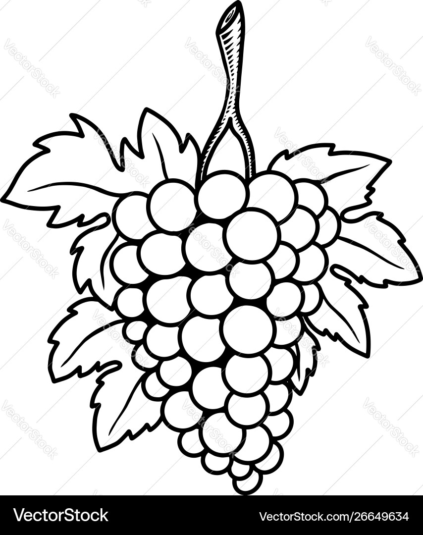 Grape branch on white background design element Grape branch on white background design element vector image
