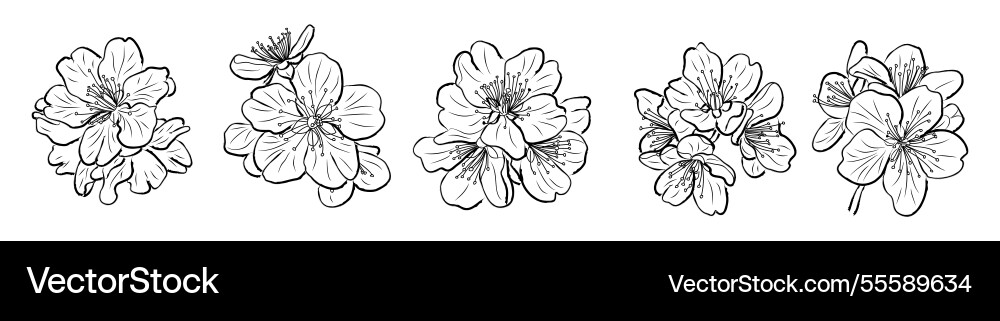 Set of elegant line drawings cherry blossom Set of elegant line drawings cherry blossom vector image