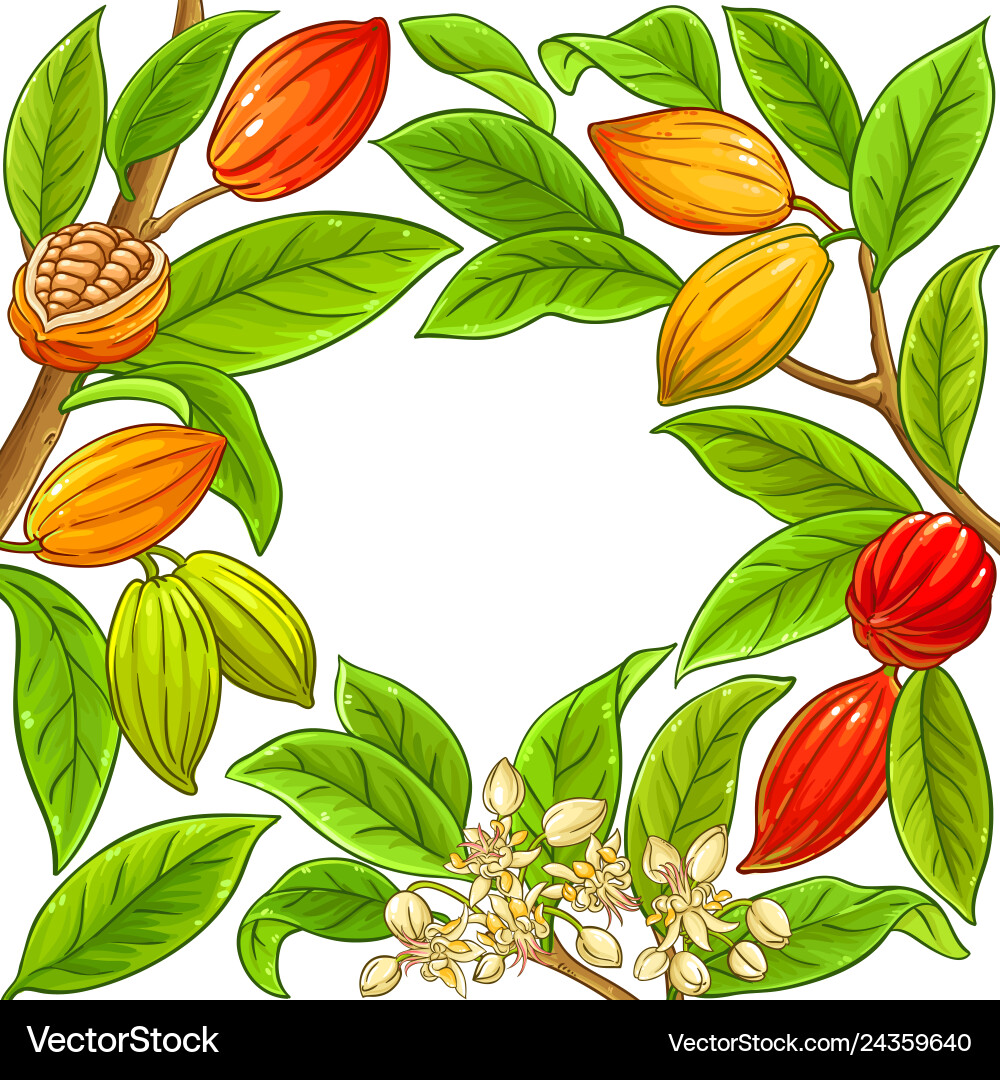 Cocoa branches frame on white background Cocoa branches frame on white background vector image