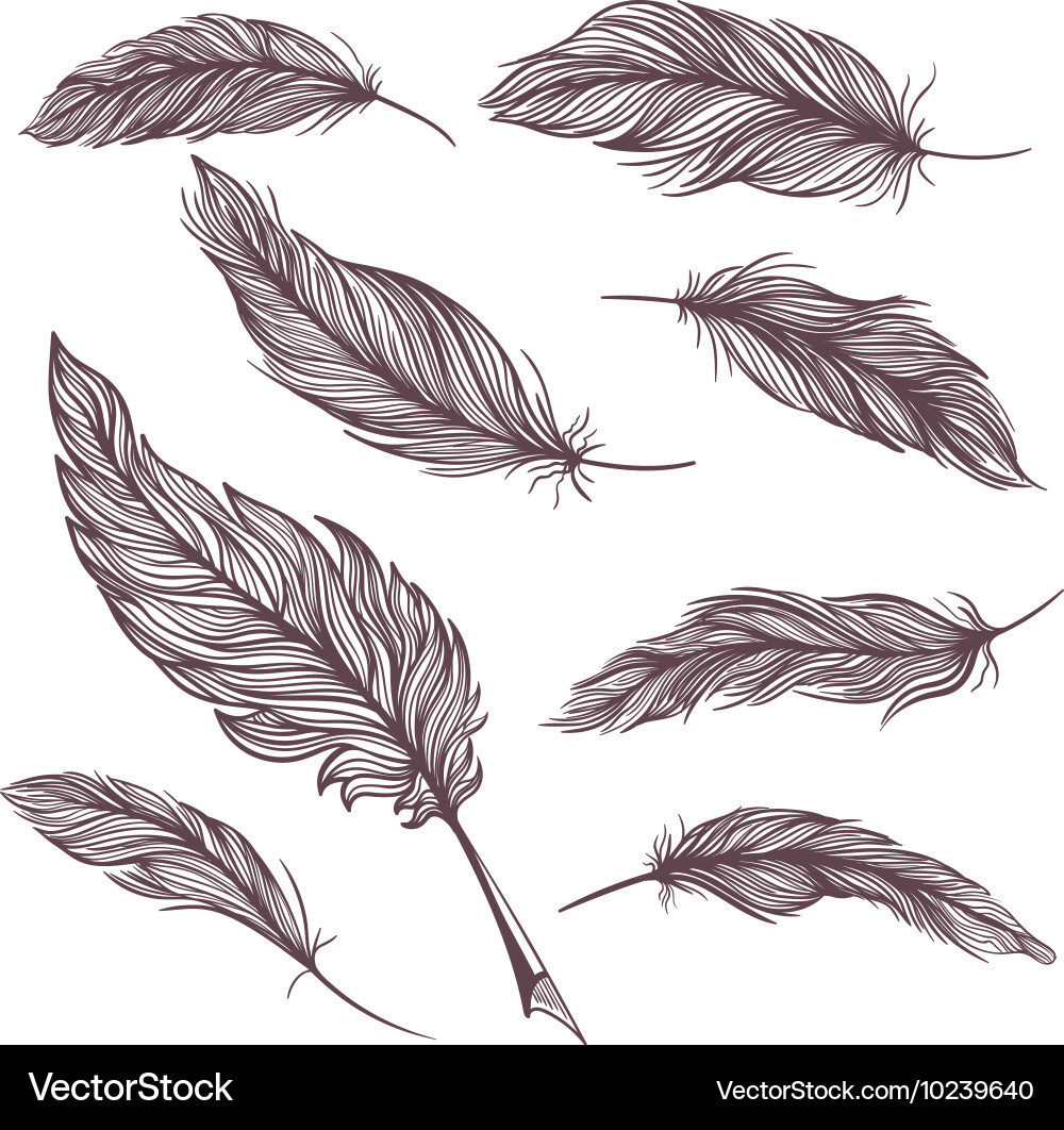 Elegant feathers set Royalty Free Vector Image