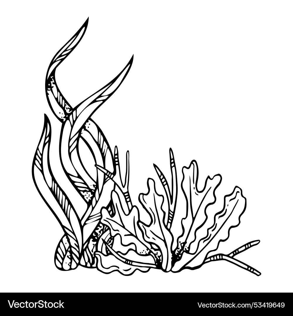 Line seaweed laminaria and brown algae black white Line seaweed laminaria and brown algae black white Vector Image