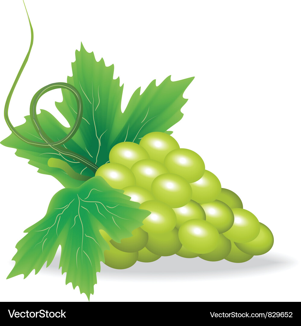 Branch of green grape Vector Image