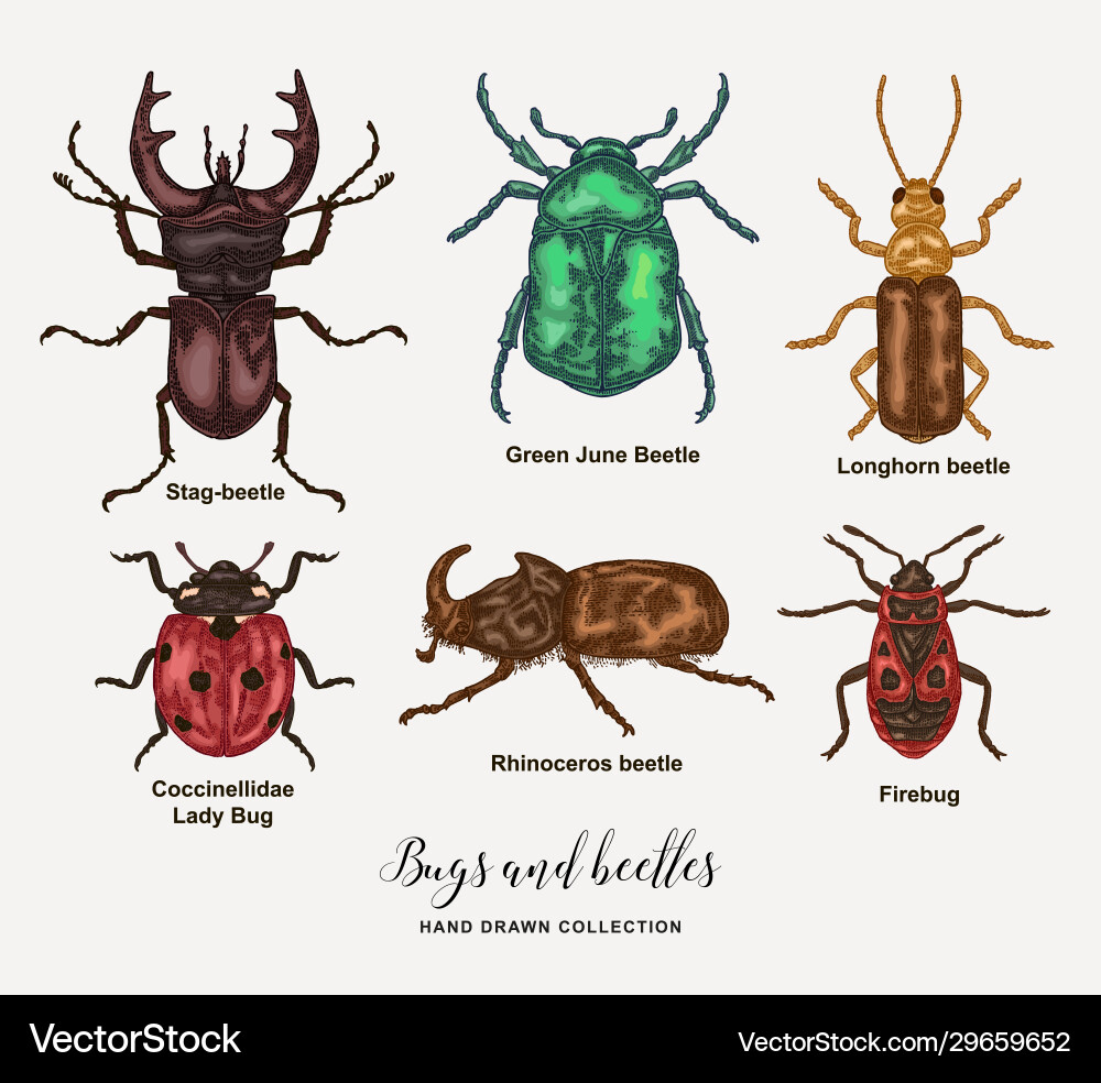 Bugs ans beetles hand drawn insects Bugs ans beetles hand drawn insects vector image