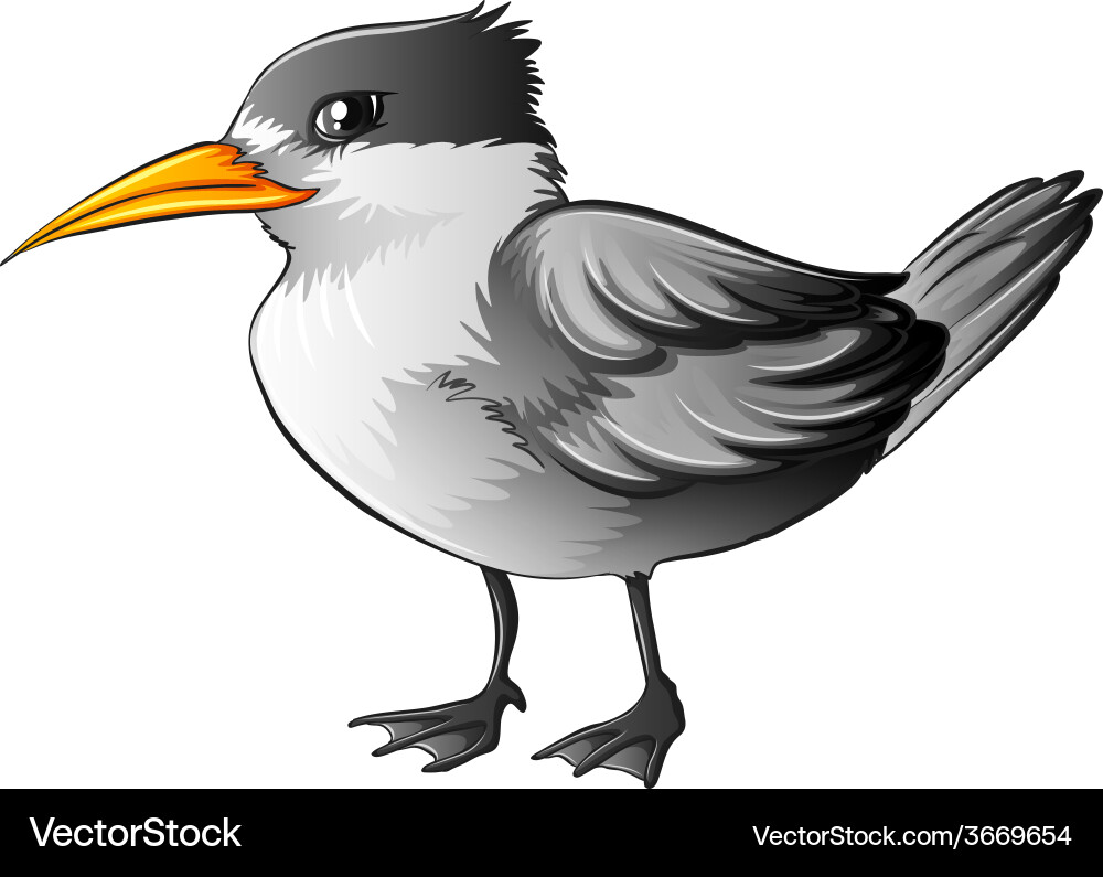 Bird Vector Image