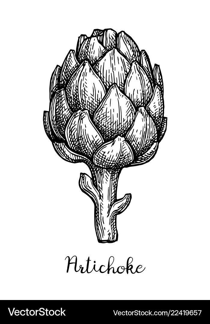 Ink sketch of artichoke vector image