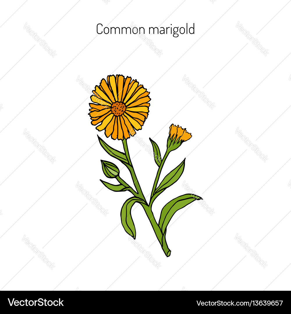 Medicinal plant calendula officinalis vector image