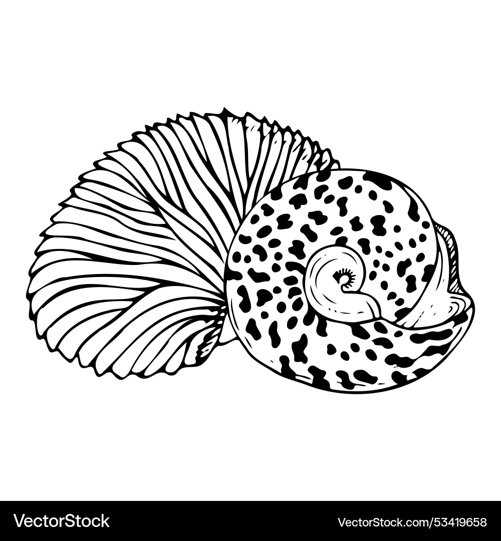 Line round snail spiral seashell with nautilus Line round snail spiral seashell with nautilus vector image