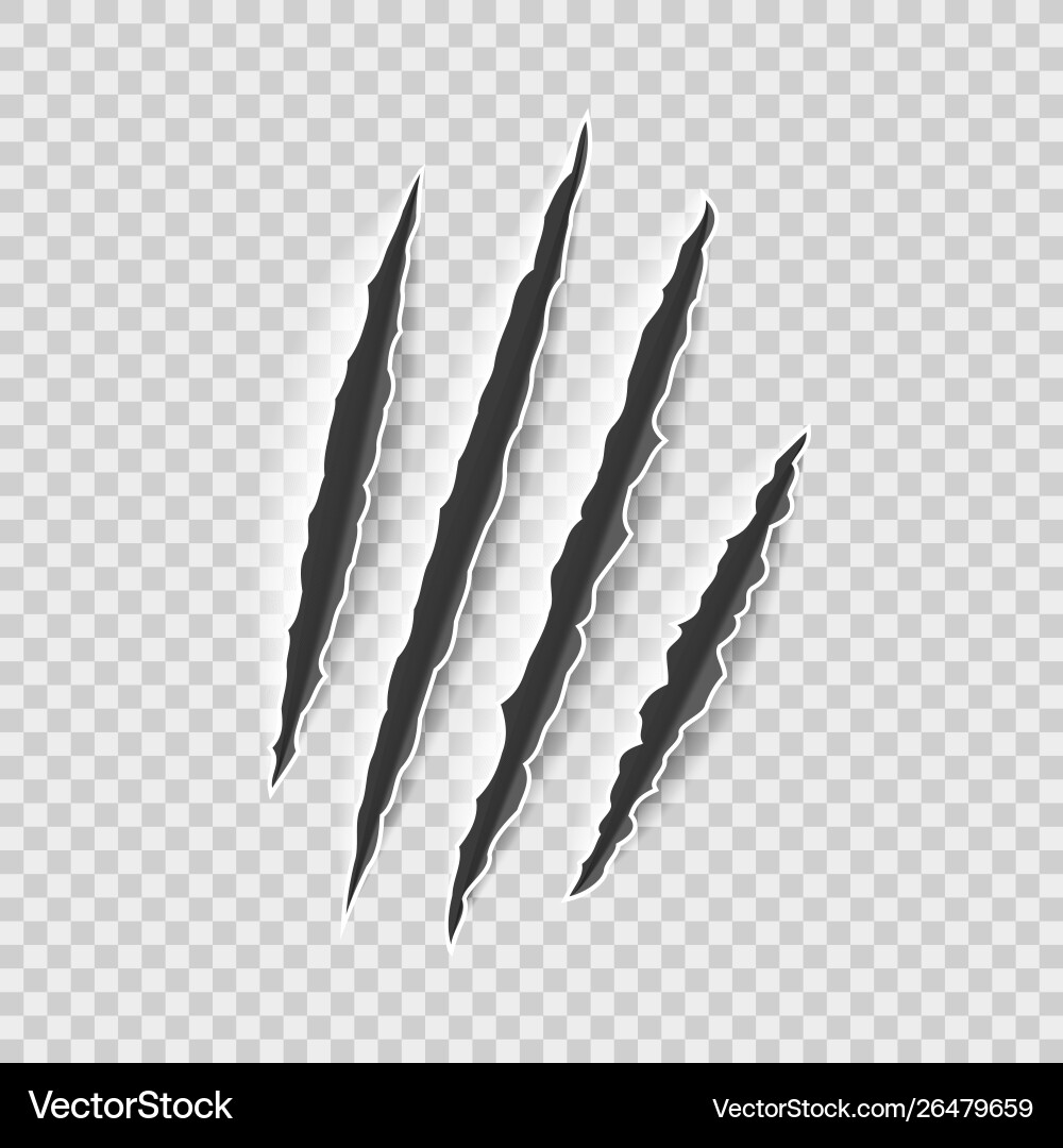 Claw marks claws scratches cat and tiger lion Claw marks claws scratches cat and tiger lion vector image