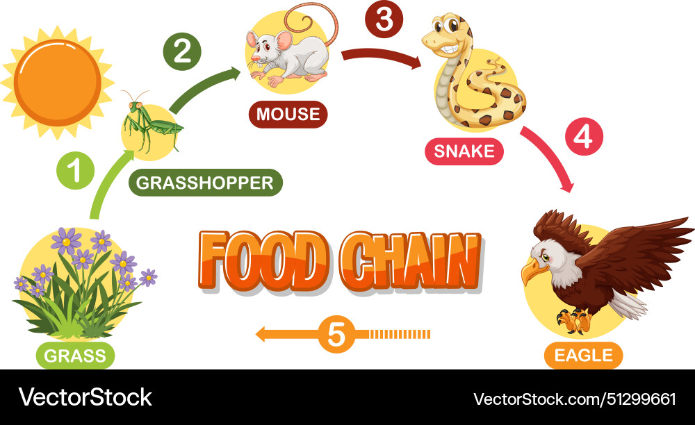 Depicts a simple food chain sequence Depicts a simple food chain sequence vector image